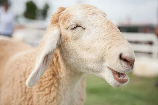 Sheep can recognise celebrities from photographs, says amusing study with  serious potential