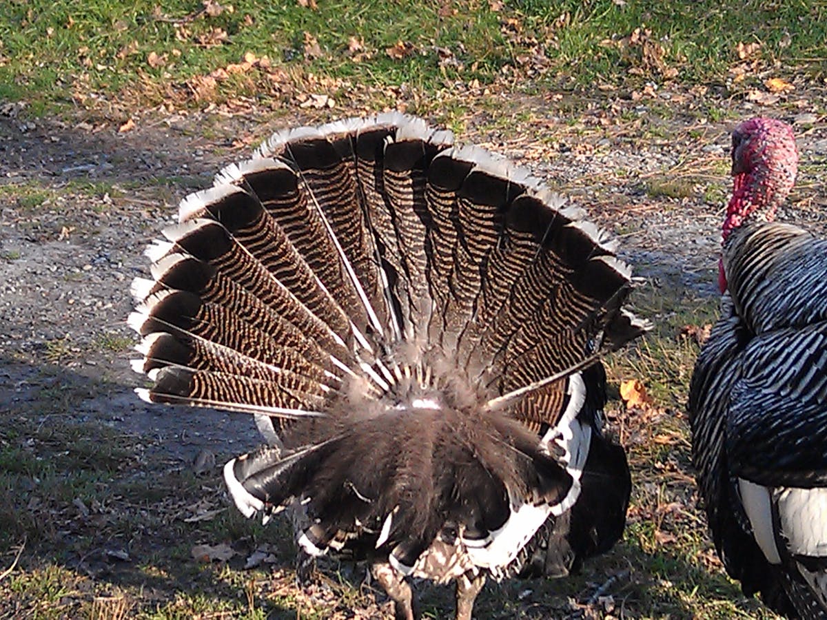 The strange story of turkey tails speaks volumes about our globalized food  system