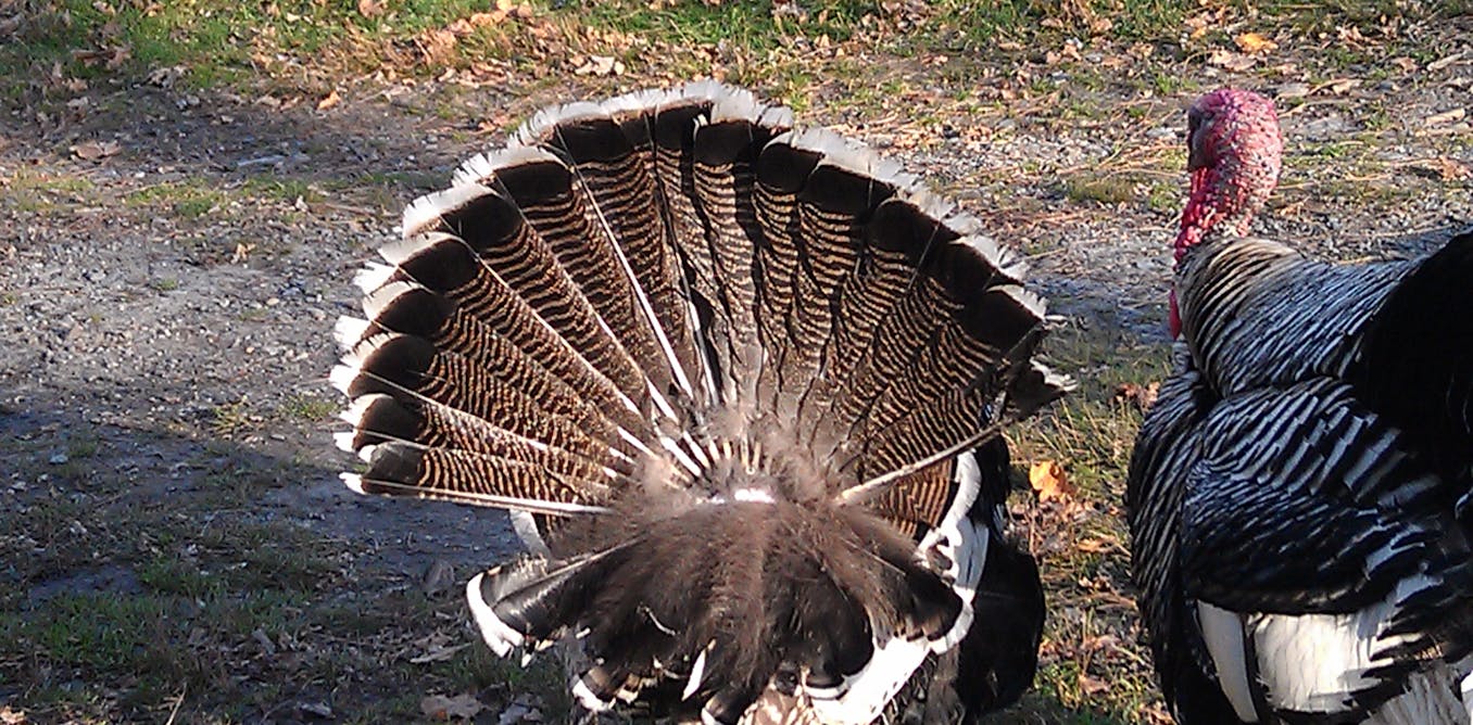 The strange story of turkey tails speaks volumes about our globalized ...