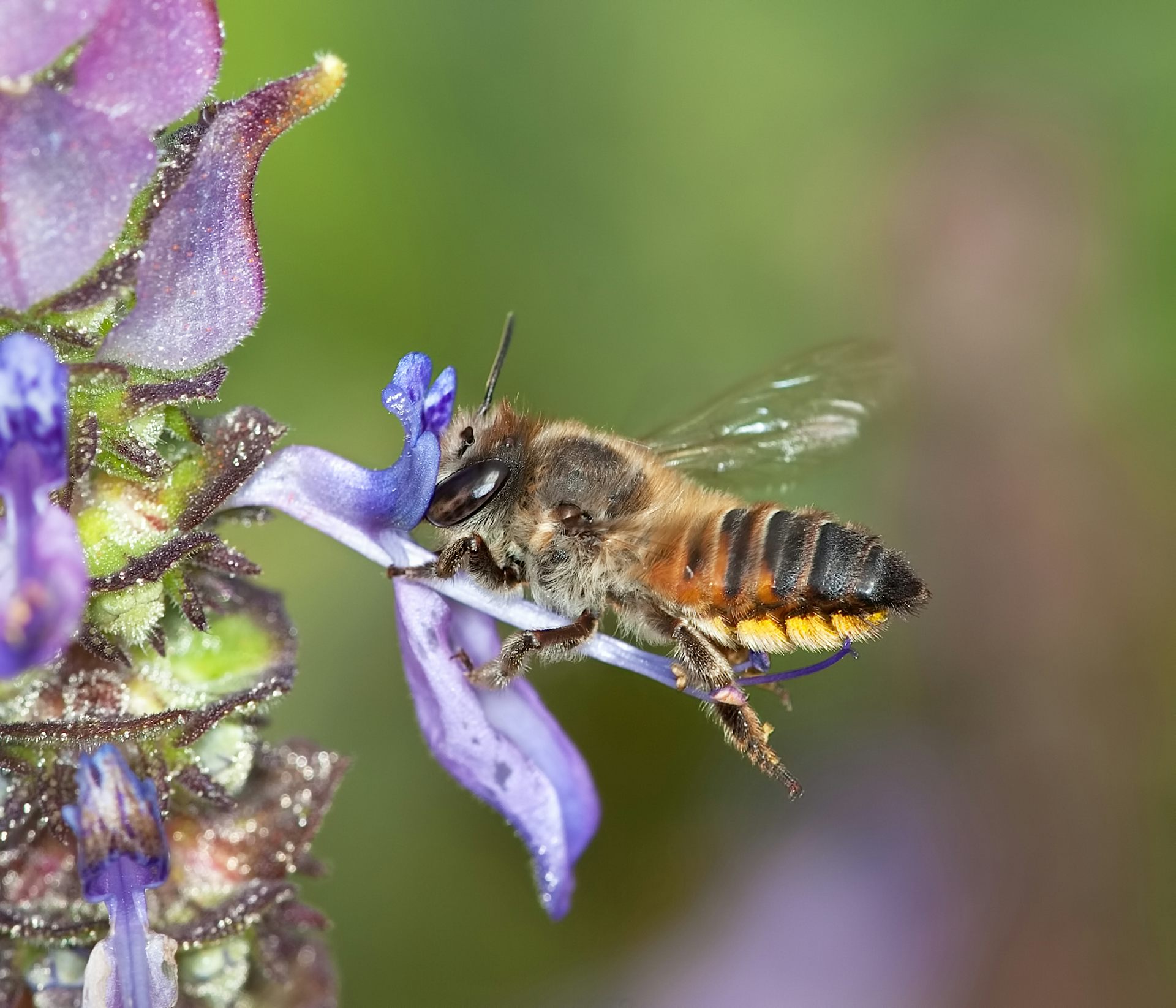 Bee Stings Clit