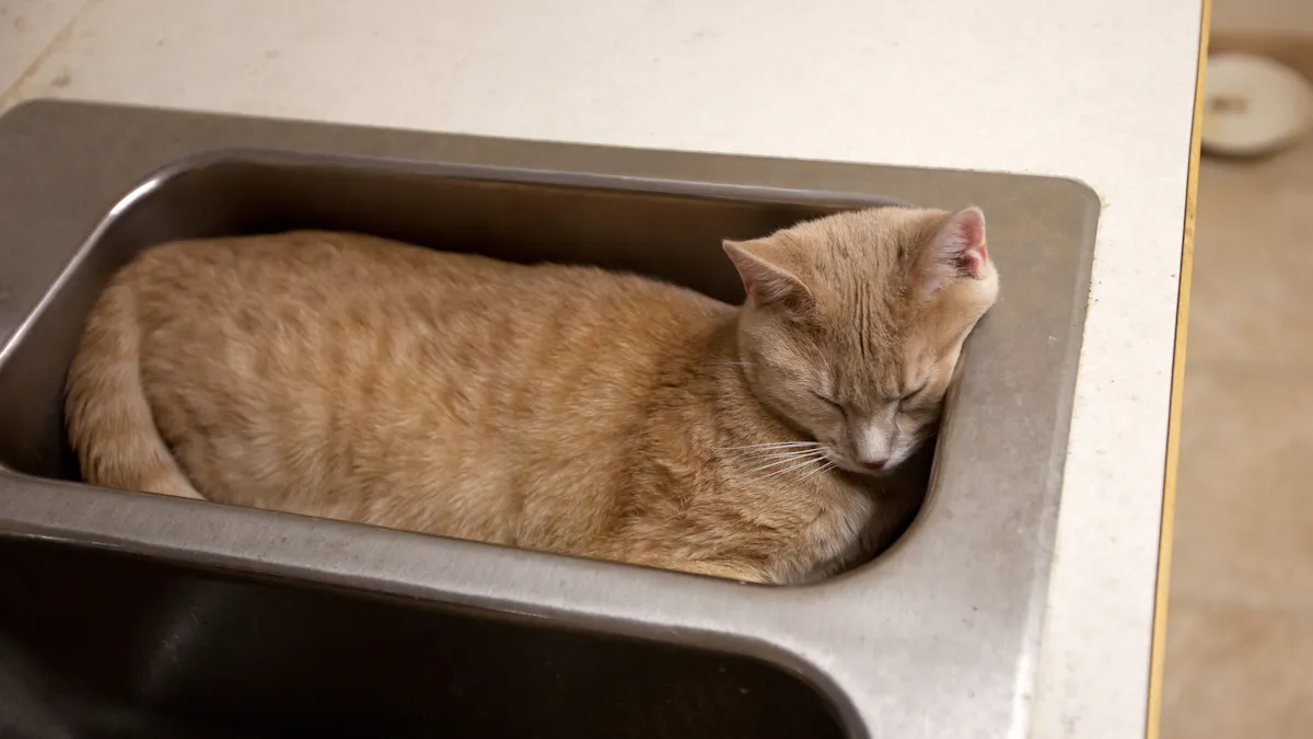 Answering The Question That Won Me The Ig Nobel Prize Are Cats Liquid