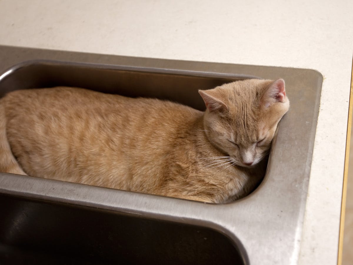 Answering The Question That Won Me The Ig Nobel Prize Are Cats Liquid