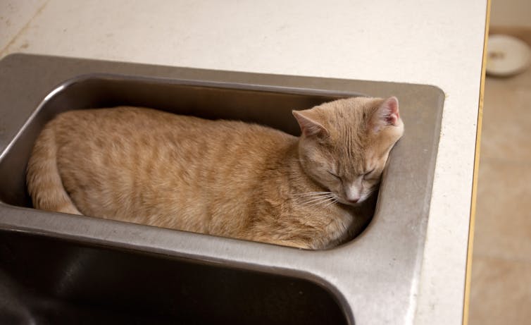 Under the right circumstances, cats’ bodies can behave like liquids. John Benson/Flickr, CC BY