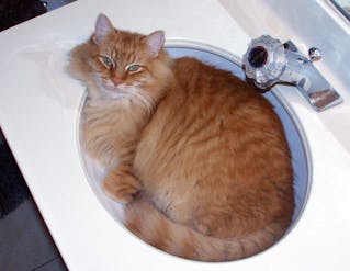Answering The Question That Won Me The Ig Nobel Prize Are Cats Liquid