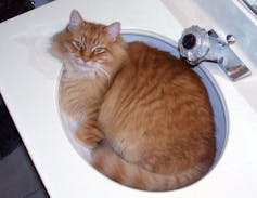Here a cat, whose body fits perfectly within a sink, behaves like a liquid. William McCamment, CC BY-SA
