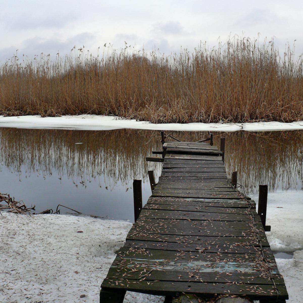 The Secret To Turtle Hibernation Butt Breathing