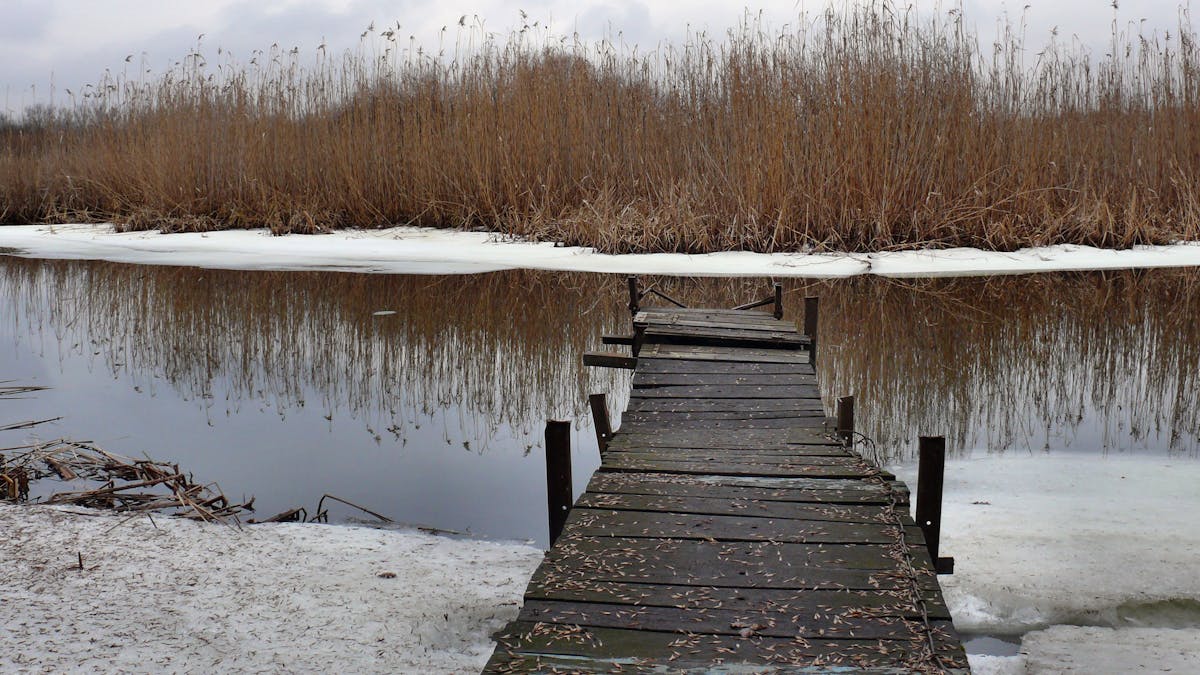 The Secret To Turtle Hibernation Butt Breathing