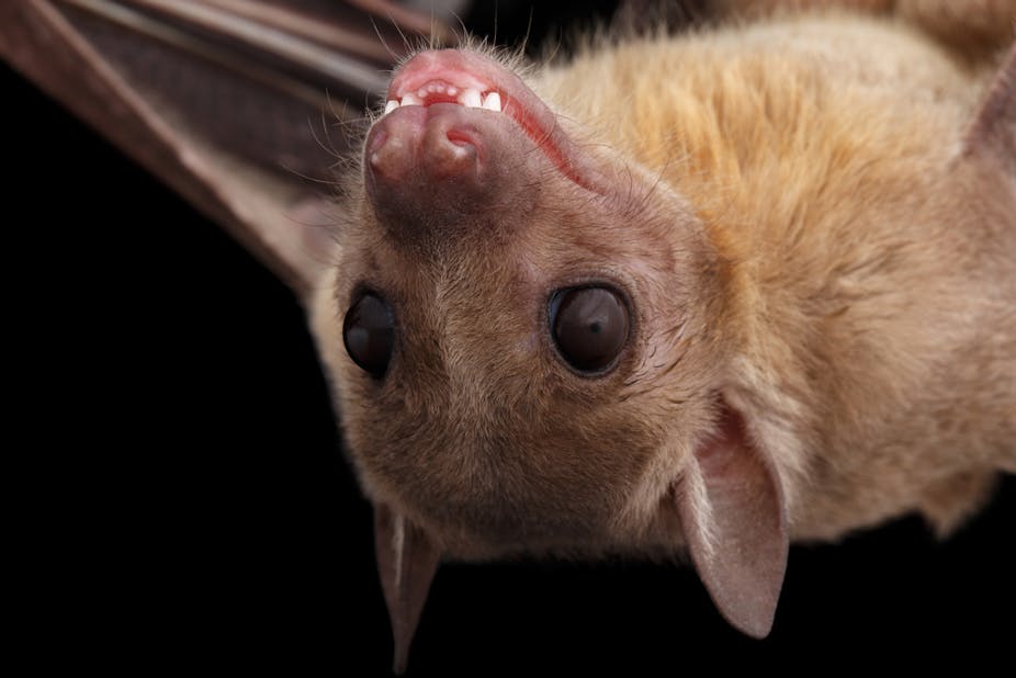 bat fruit egyptian virus marburg rousette uganda bats outbreak week know royalty oct need why shutterstock research health alamos los
