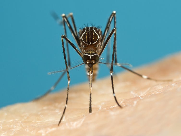 What Can I Eat To Stop Mosquitoes Biting Me?
