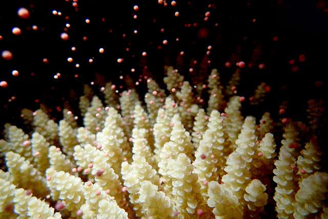 Explainer: mass coral spawning, a wonder of the natural world