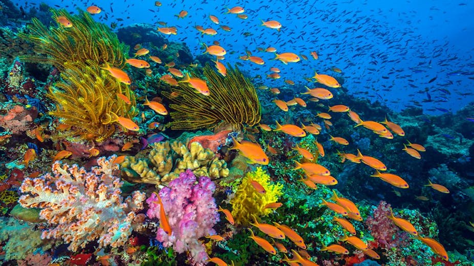 Blue Planet II: can we really halt the coral reef catastrophe?