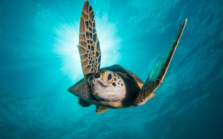 A reef resident. Image: BBC