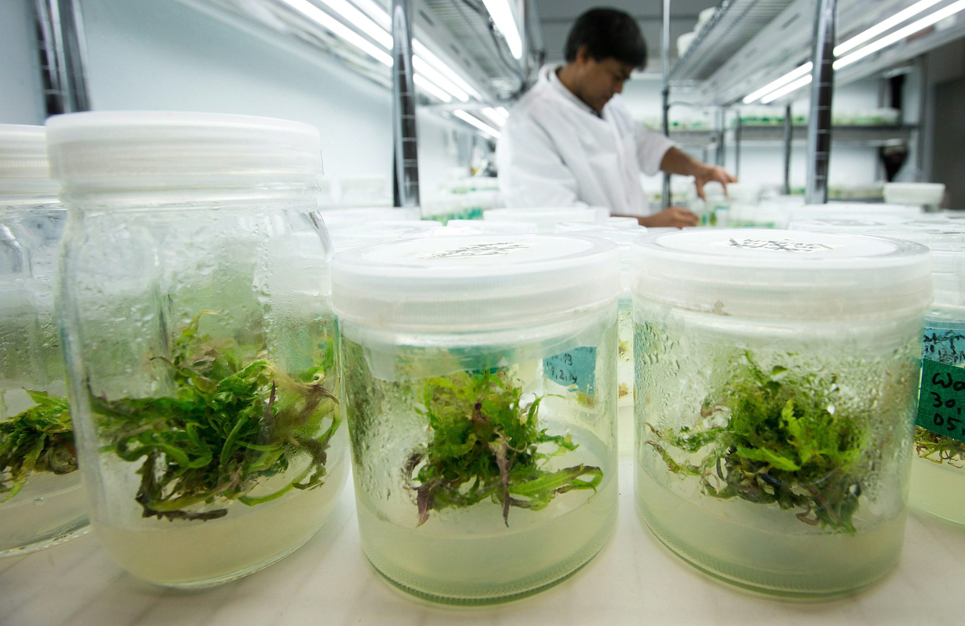 Image result for How to grow cannabis? With modern science and technology