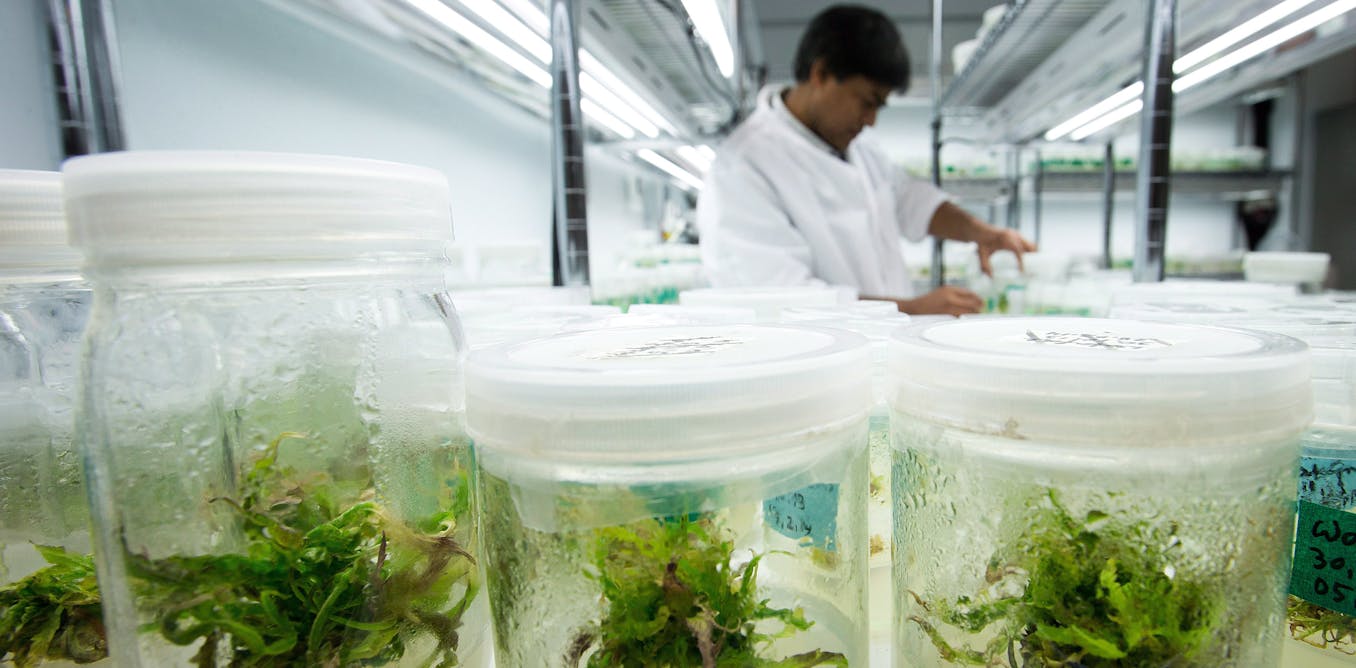 Image result for How to grow cannabis? With modern science and technology