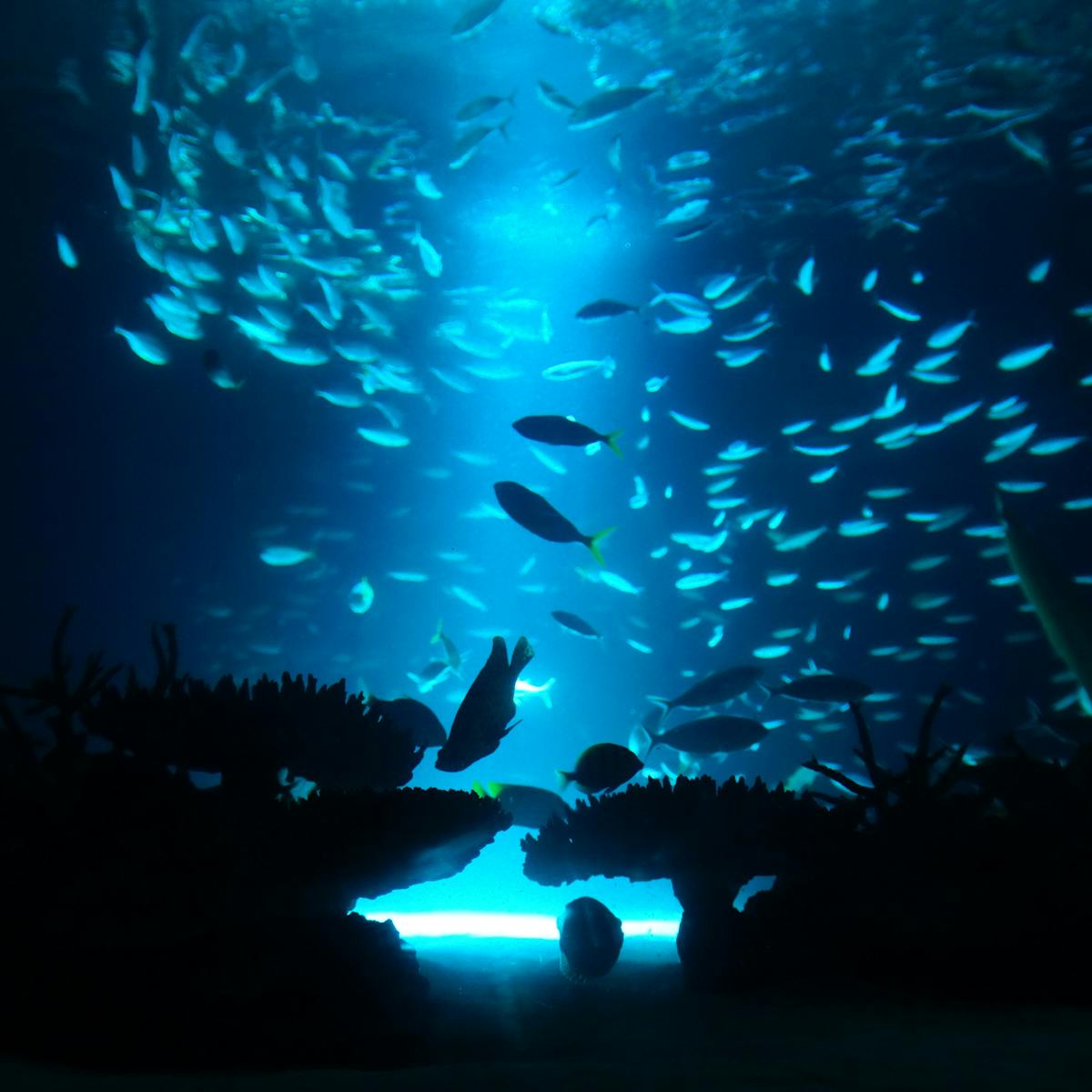 How many undiscovered creatures are there in the ocean?
