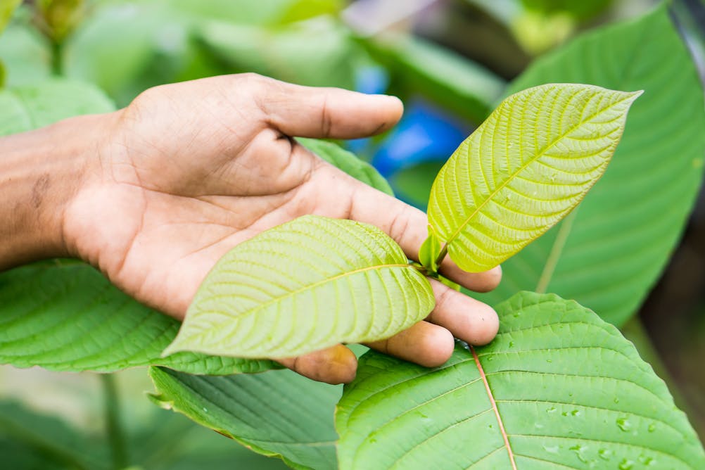 The dangers and potential of 'natural' opioid kratom