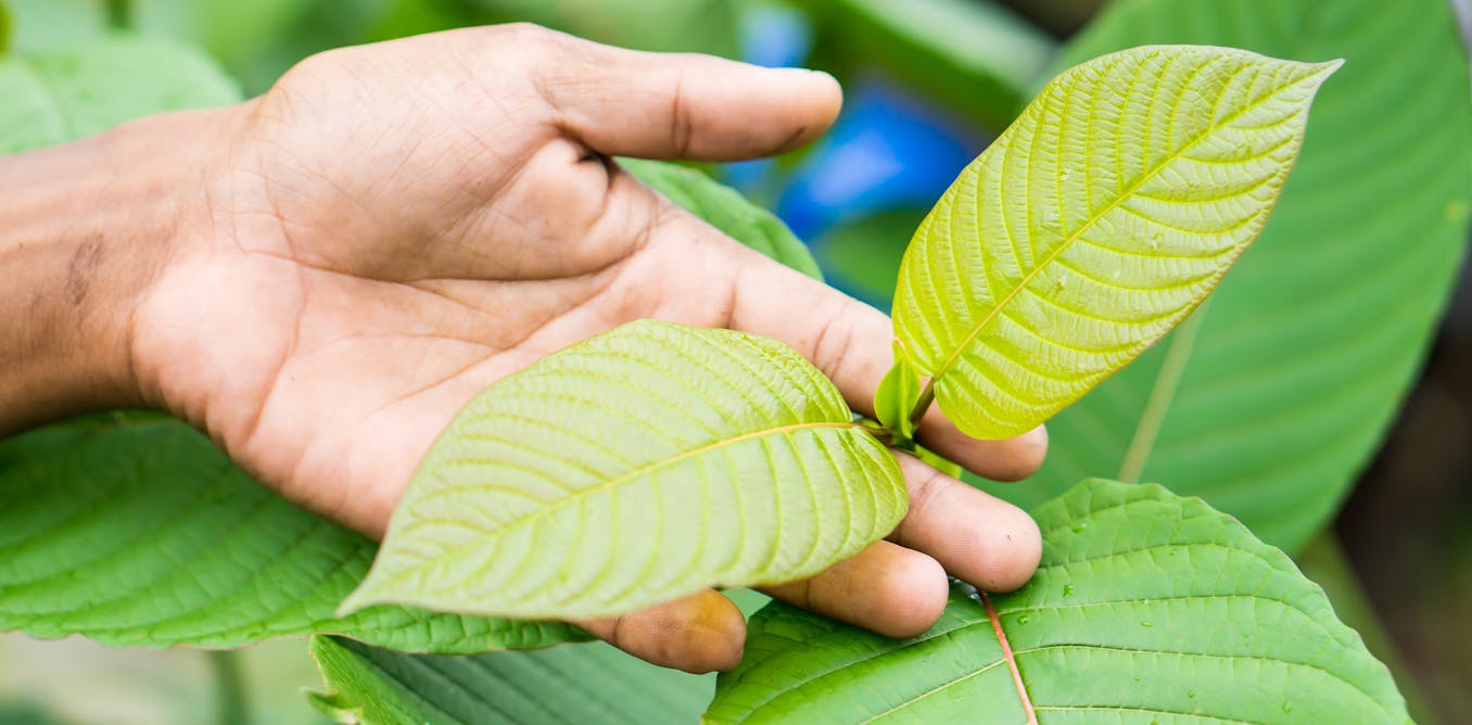 The dangers and potential of 'natural' opioid kratom