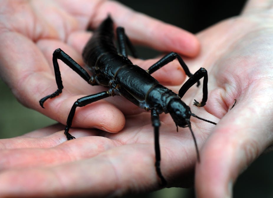 defile Tæller insekter se Australian endangered species: Lord Howe Island stick insect