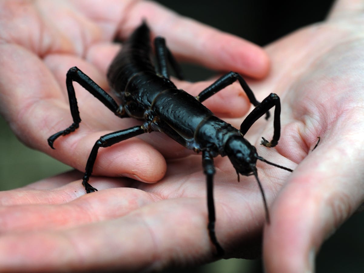 Australian Endangered Species Lord Howe Island Stick Insect