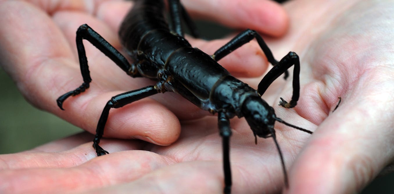 Australian endangered species: Lord Howe Island stick insect