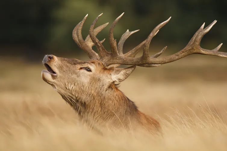 Trophy Hunting Could Cause Extinction In Stressed Populations – New Research trophy hunting could cause extinction in stressed populations – new research