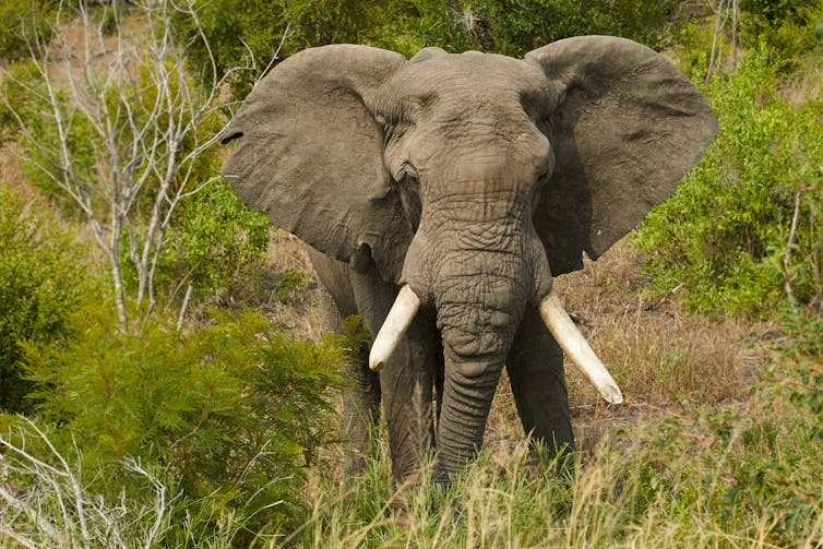Trophy Hunting Could Cause Extinction In Stressed Populations – New Research