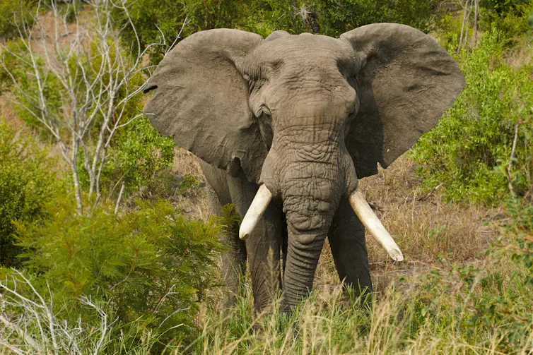 Trophy Hunting Could Cause Extinction In Stressed Populations – New Research trophy hunting could cause extinction in stressed populations – new research