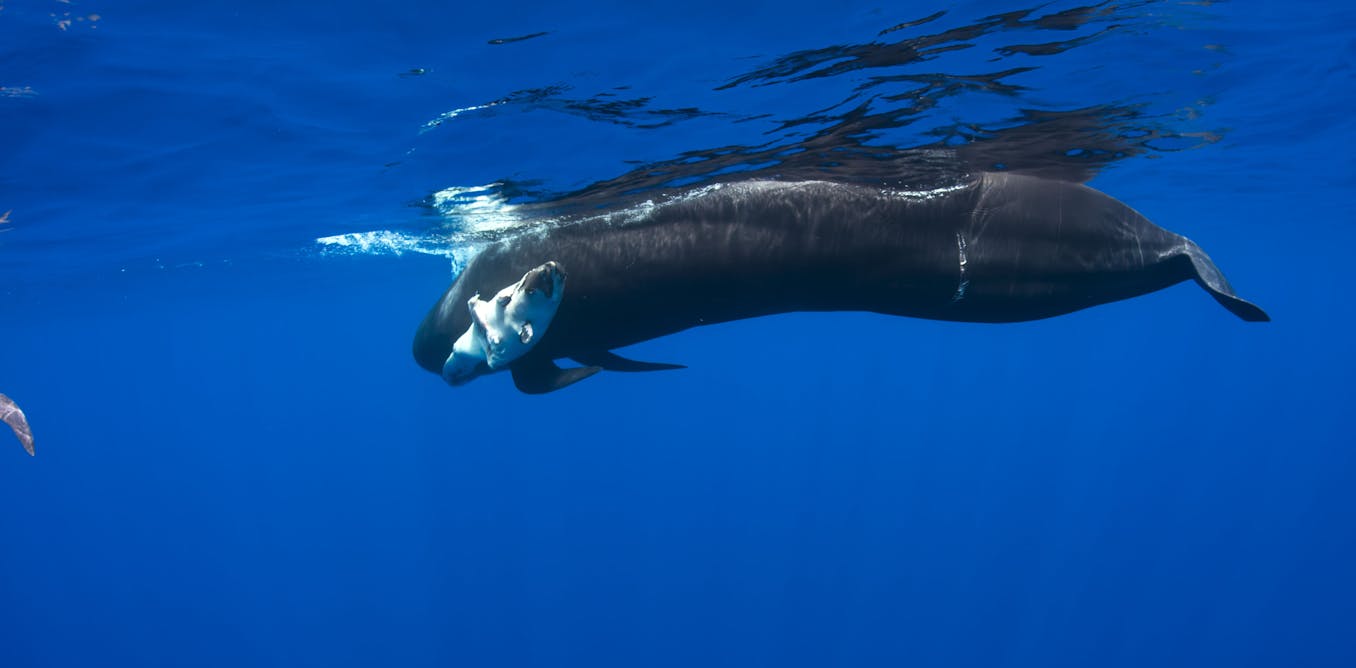 It's great that Blue Planet II is pushing hard on plastic pollution in the oceans – but please use facts, not conjecture It's great that Blue Planet II is pushing hard on plastic pollution in the oceans – but please use facts, not conjecture