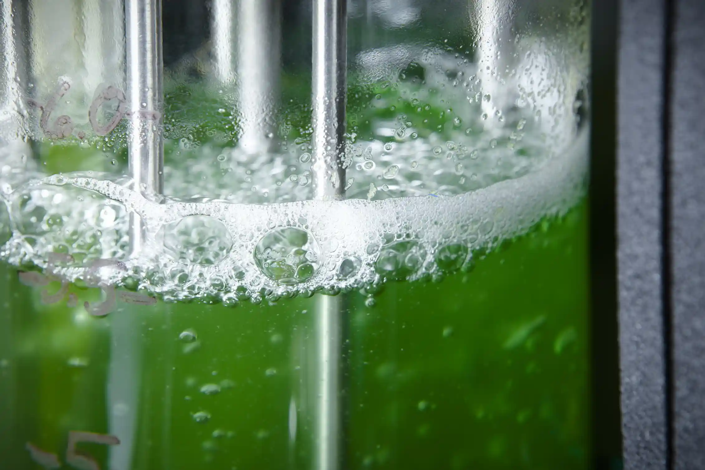 Biomining the elements of the future