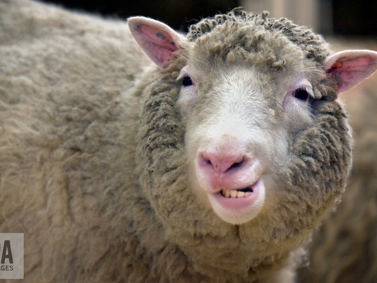 Dolly the sheep didn't develop premature arthritis after all – and that's  good news for cloning