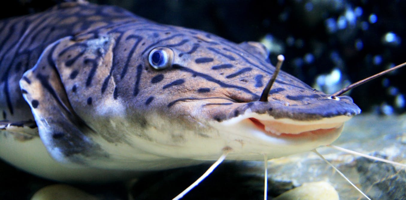 Here’s what the science says about animal sentience