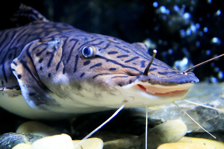 Fish Sentiar Here’s what the science says about animal sentience
