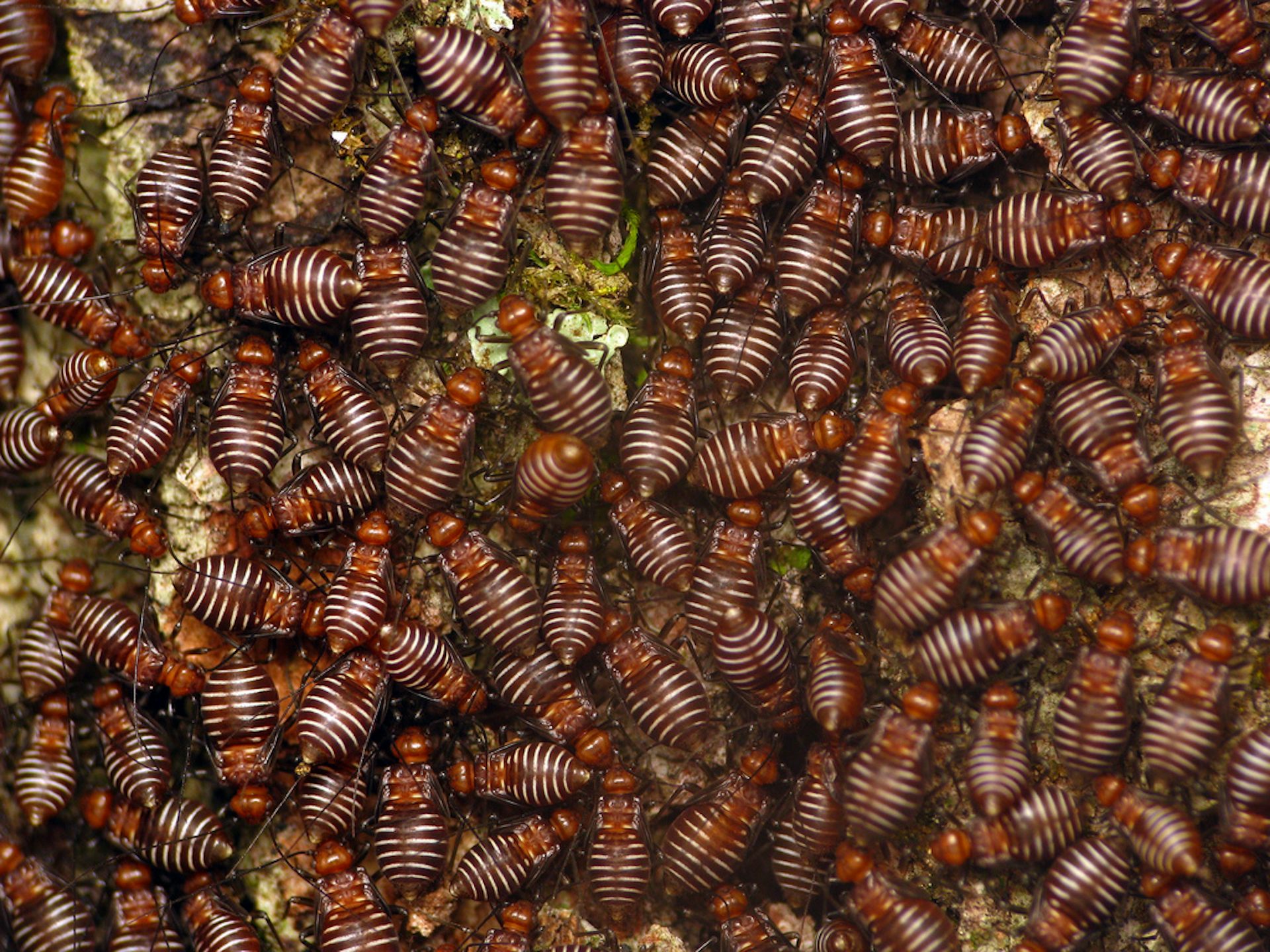 We can name all of Earth’s species, but we may have to hurry