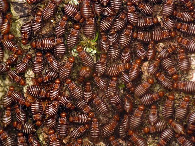 We can name all of Earth’s species, but we may have to hurry