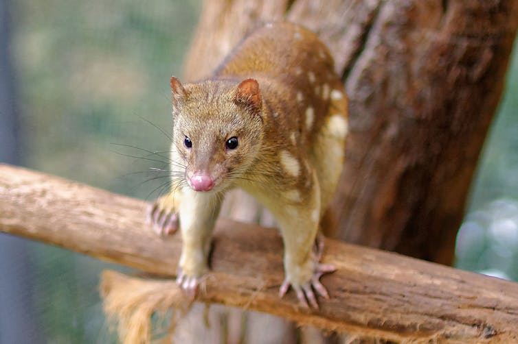 Mityan, the Moon (the quoll) in Boorong traditions. (Wikimedia/<a href="https://commons.wikimedia.org/wiki/File:Spotted_Tail_Quoll_2011.jpg" target="_blank" rel="noopener">Michael J Fromholtz</a>, <a href="https://creativecommons.org/licenses/by-sa/4.0/" target="_blank" rel="noopener">CC BY-SA</a>)