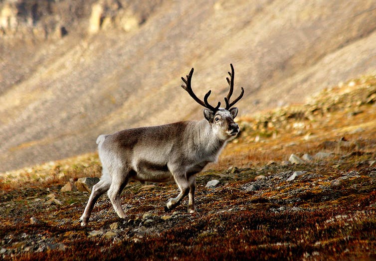 reindeer caribou