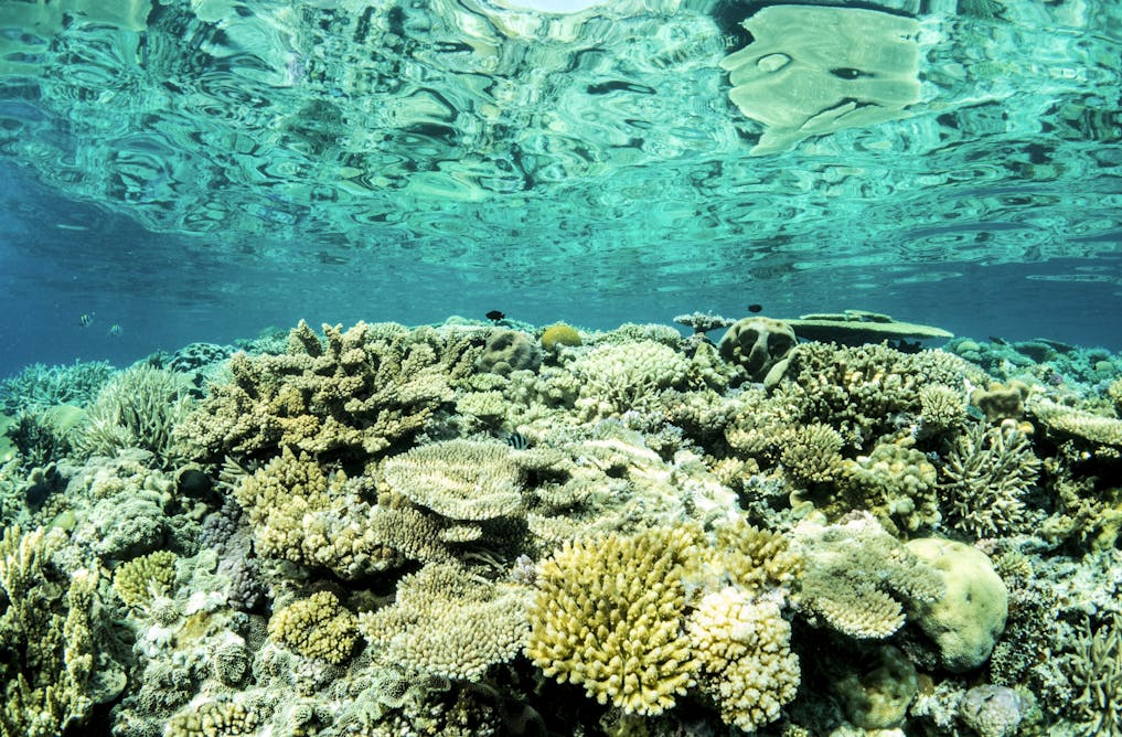 Грибовидные кораллы в большом барьерном рифе