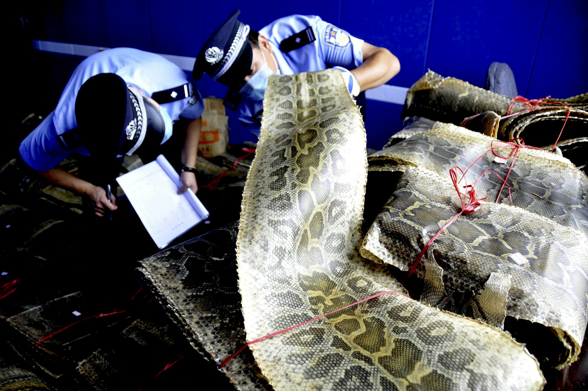 Illegal wildlife trade is one of the biggest threats to ...