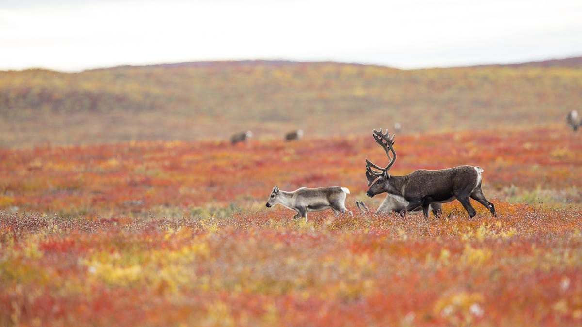How Will Climate Change Affect Arctic Caribou And Reindeer