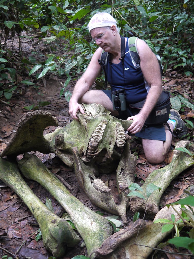 The author examining a Forest Elephant gunned down by ivory poachers in central
