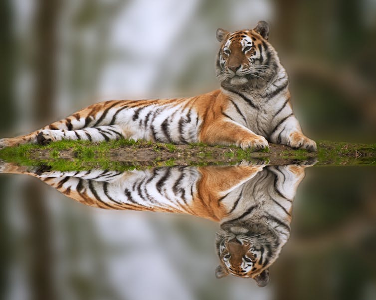 A tiger relaxes along a grassy bank.