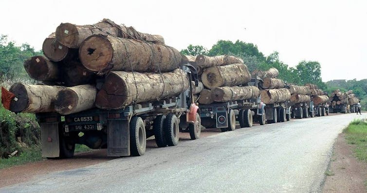 A queue of logging trucks in Southeast Asia