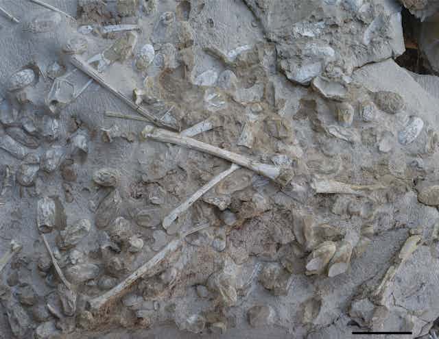 Hundreds Of Eggs From Ancient Flying Reptile Are Found In China 