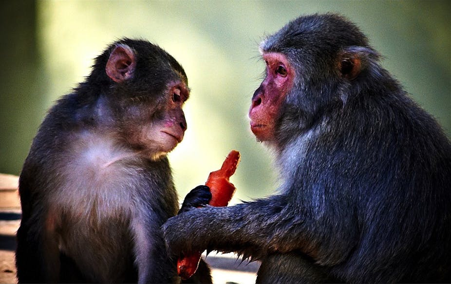 Scientific research on primates: what do we owe animals like us?