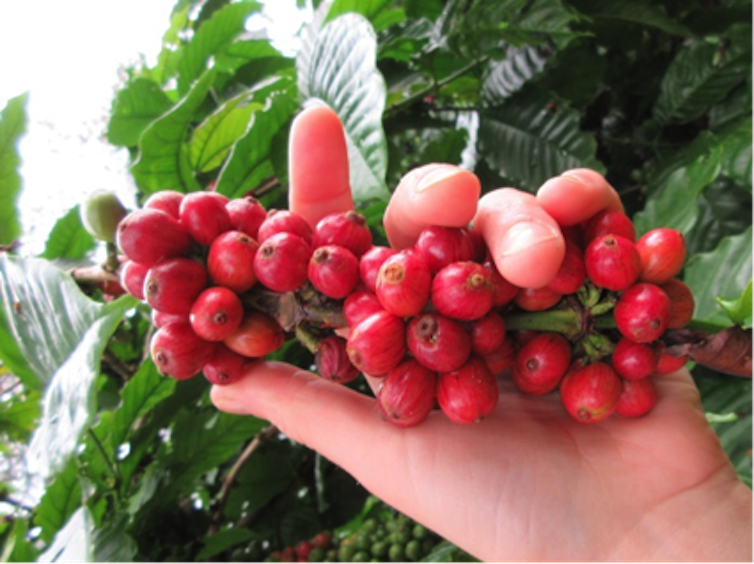 Going to ground: how used coffee beans can help your garden and your health