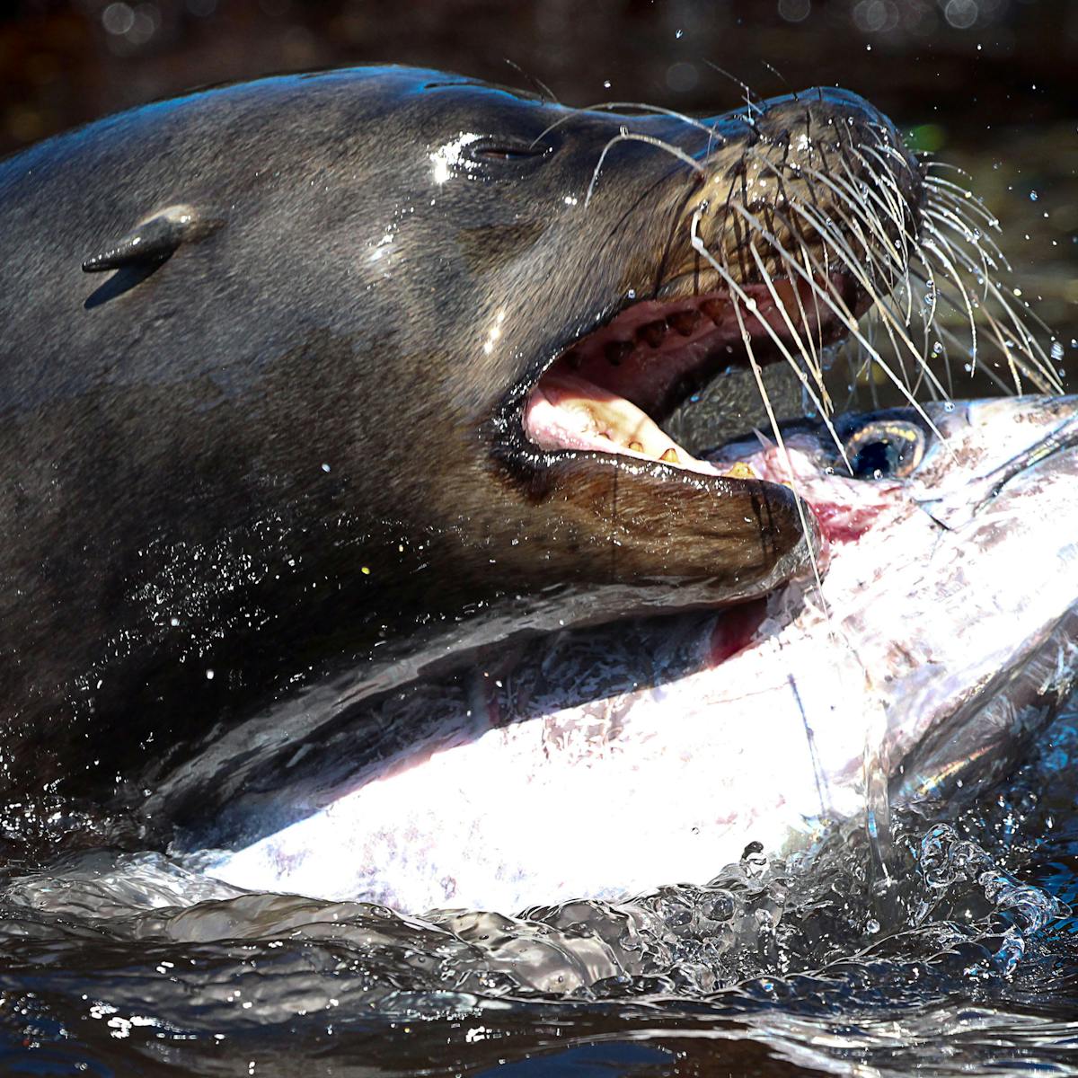 Sea Lions Have Unique Whiskers That Help Them Catch Even The Fastest Fish