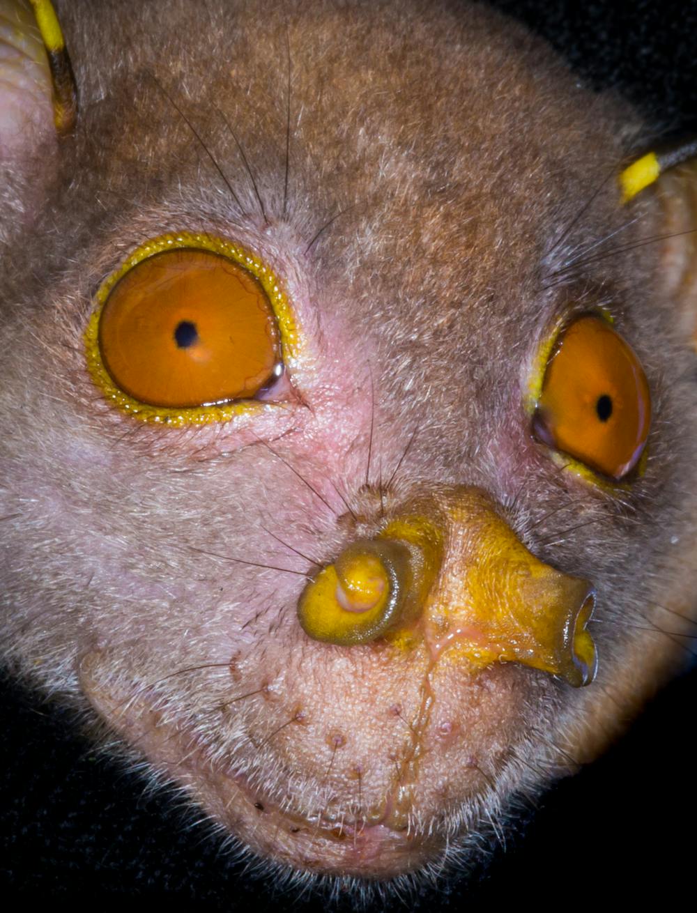 Why We Shouldn T Be So Quick To Demonise Bats