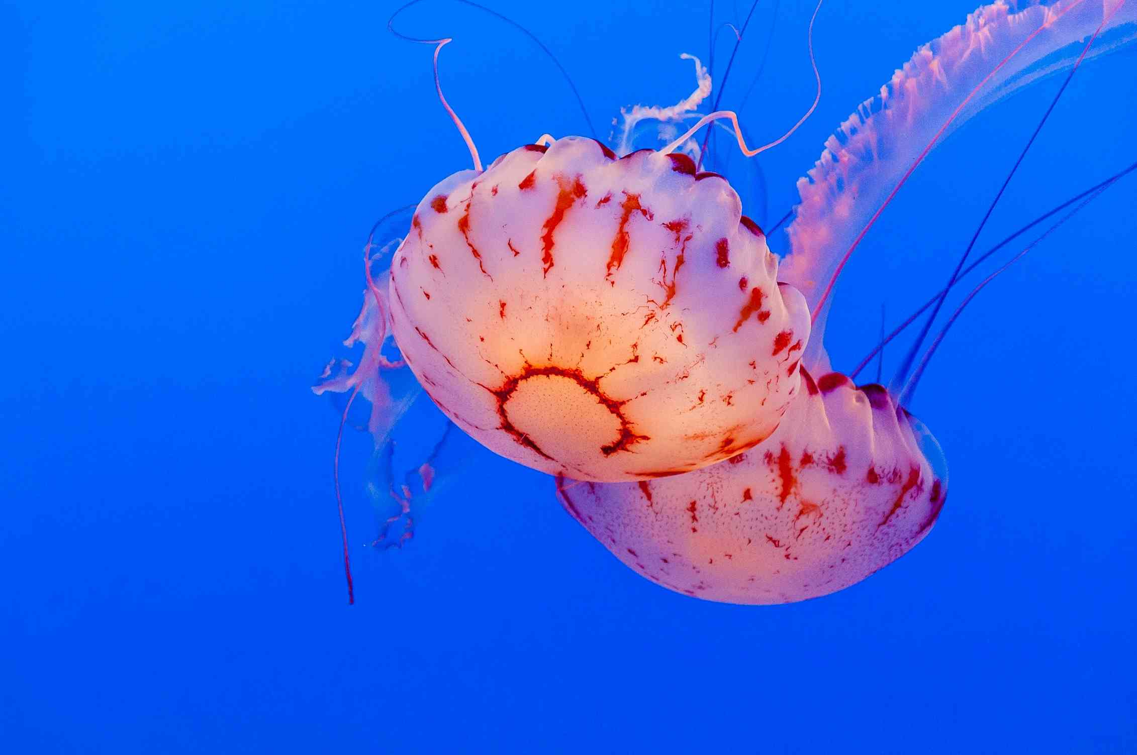 Jellyfish have superpowers and other reasons they don #39 t deserve their Jellyfish have superpowers and other reasons they don #39 t deserve their