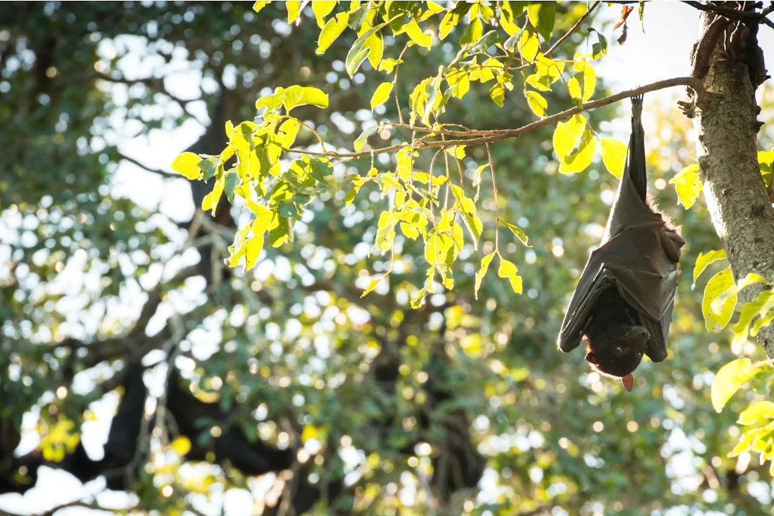 Why we shouldn’t be so quick to demonise bats