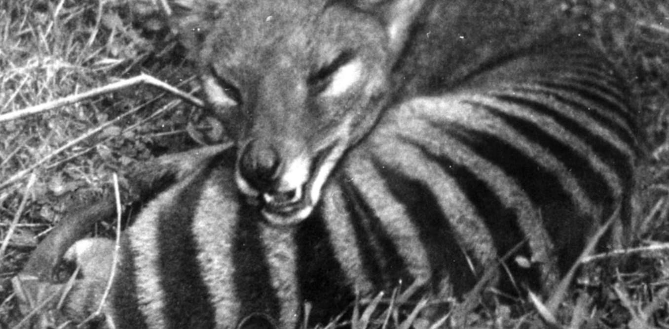 Tasmanian tigers were going extinct before we pushed them over the edge